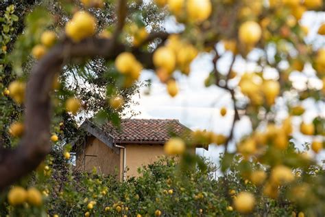 Citron Lemon Tree Sicily - Free photo on Pixabay - Pixabay