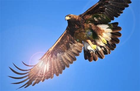 Golden Eagle - Description, Habitat, Image, Diet, and Interesting Facts