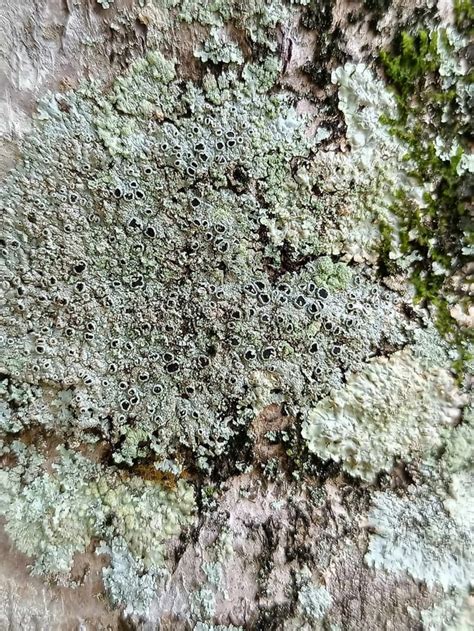 lichen identification : r/Lichen