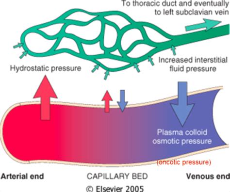 Microcirculation and Lymph Flashcards | Quizlet