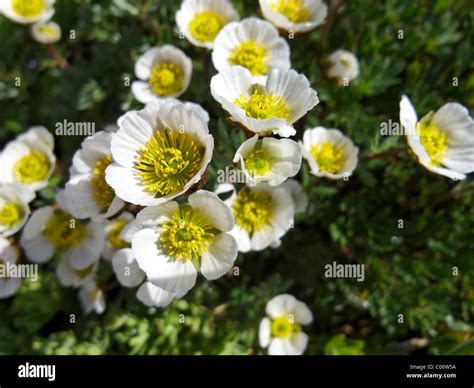 A Glacier Crowfoot Stock Photo - Alamy