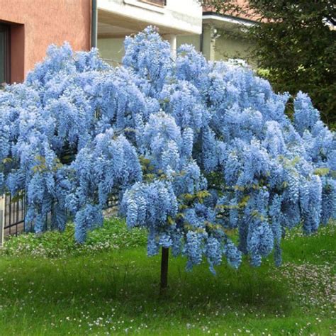 Blue Wisteria - 12-18" #gardenplans #vegetablegardening | Wisteria tree, Flower garden ...