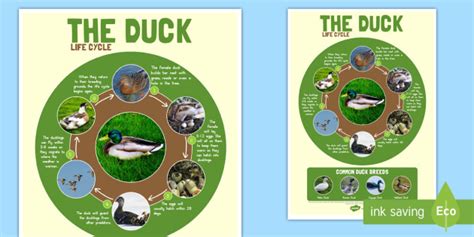 Duck Life Cycle Large Poster