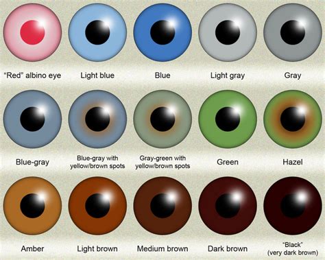 human eye color chart - Google Search | Eye color chart, Eye color, Amber eyes color