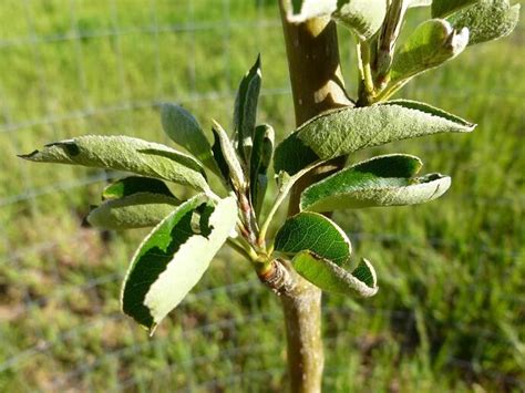 Leaf curl on my new Bartlett Pear - General Fruit Growing - Growing Fruit