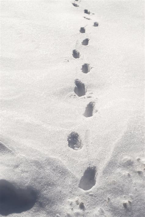 Shoeprints in the Snow stock photo. Image of prints, steps - 50369152