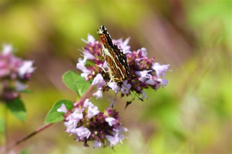 Butterfly with folded wings photo & image | nature, animals, wildlife ...