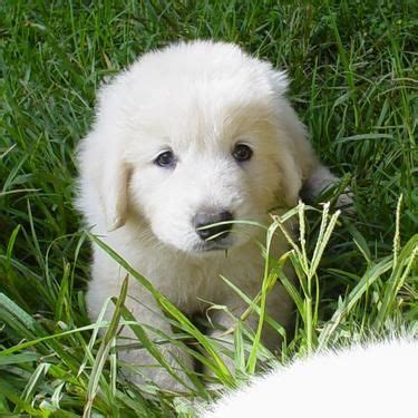 Polish Tatra Sheepdog Puppies | Sheep dog puppy, Livestock guardian dog ...