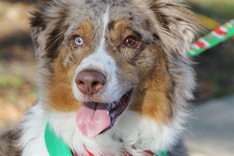 Red Merle Aussie bi color eyes | Shepherd puppies, Australian shepherd puppies, Puppies