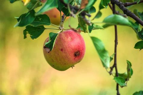 13 Apple Tree Pests: How to Get Rid of and Prevent Them on Apple Trees - Minneopa Orchards