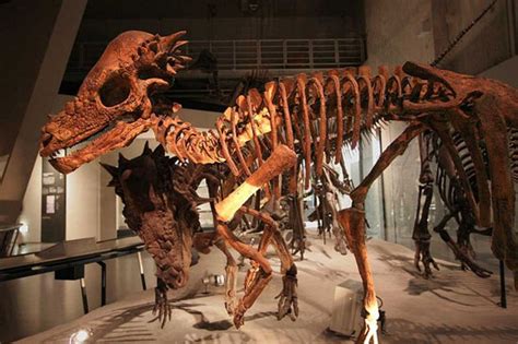 Pachycephalosaurus | Paleontology World