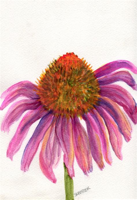 Purple coneflower watercolor - westcoastholden