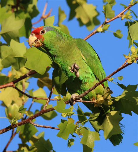 Bird of the Month, August 2020: Red-crowned Parrot | Audubon Center at Debs Park