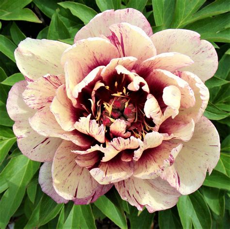 Magenta Peony Bulb For Sale | All That Jazz | Flowers perennials, Peony ...