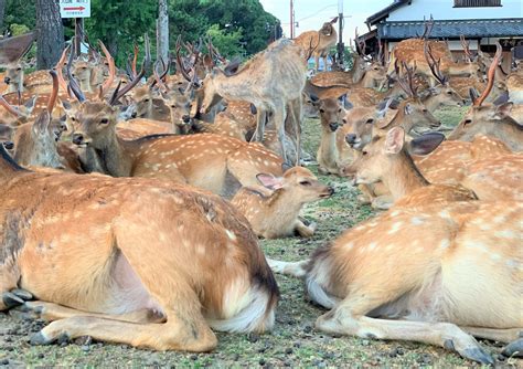 Deer in Nara Park outnumber visitors, display baffling summer gathering ...