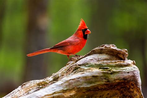 US State Birds - WorldAtlas