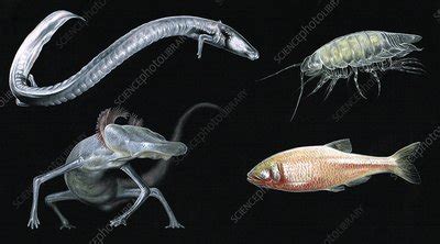 Blind cave animals, illustration - Stock Image - C039/4959 - Science Photo Library