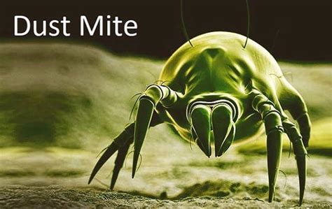 How To Get Rid Of Dust Mites In Carpet Naturally - All About Dust Mites