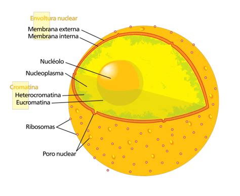 AMIGOS PARA SIEMPRE: Histología vegetal y animal