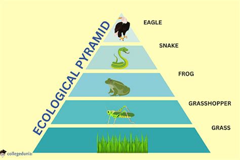 Ecology Pyramid: Types & Importance