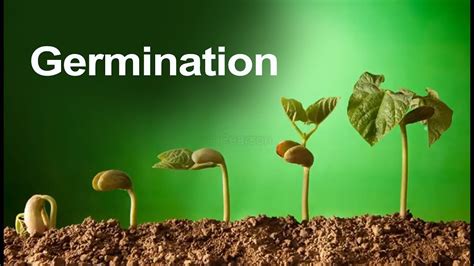 What is Germination — ScouterLife