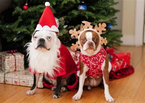 The Perfect Christmas Gifts For Your Favourite Pets | Pinnacle Hardware