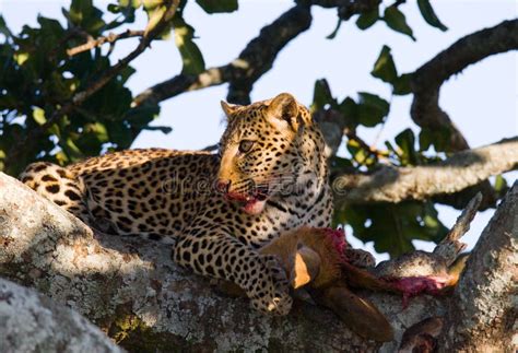 Leopard Is Eating Prey On The Tree. National Park. Kenya. Tanzania. Maasai Mara. Serengeti ...