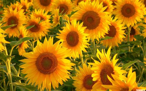 sunflower - Flowers Photo (22283987) - Fanpop