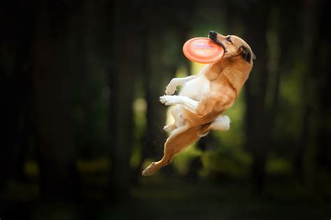 Dog Catching a Frisbee