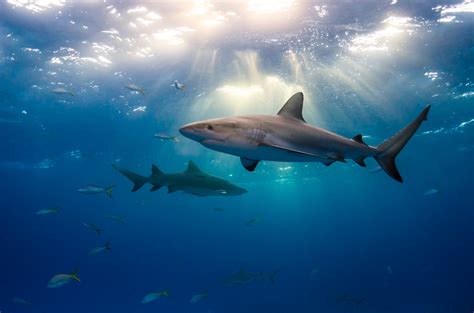 Tiger beach - caribbean reef sharks at dusk