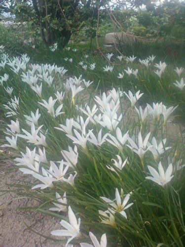 40 White Rain Lily Bulbs Zephyranthes Candida | AmericanGardener.com