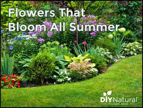 Flowers That Bloom All Summer: Which Plants Give Color All Summer?