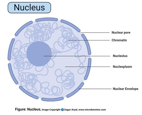 14+ Nucleus Of A Plant - EchoRowana