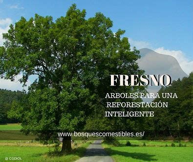 EL FRESNO, Fraxinus excelsior EN LOS BOSQUES COMESTIBLES