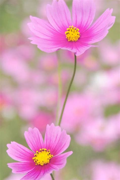 Pink Flower Macro iPhone 4s Wallpapers Free Download