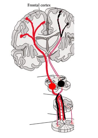 The Ventromedial Pathway Diagram | Quizlet