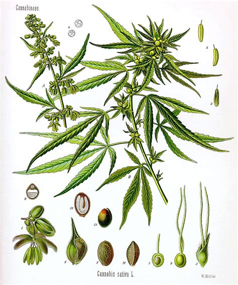 Cannabis - Wikipedia