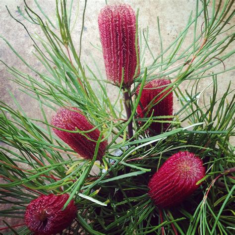 Swallows Nest Farm: February Flowers