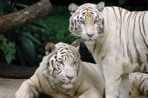 Where Do White Tigers Live | White Tigers Habitat