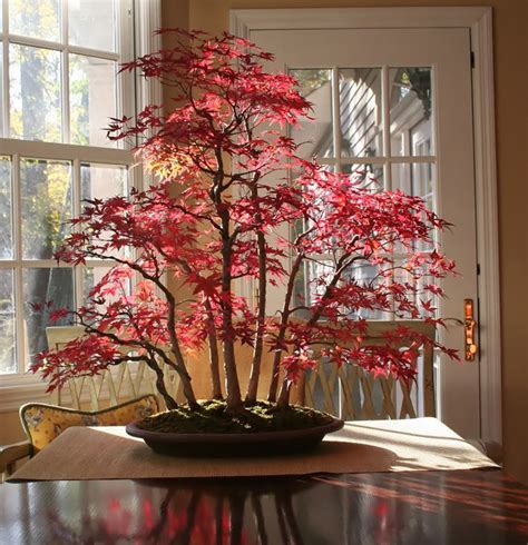 30+ Of The Most Beautiful Bonsai Trees Ever