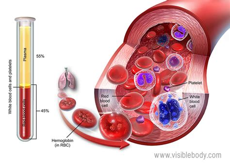 Overview of Blood