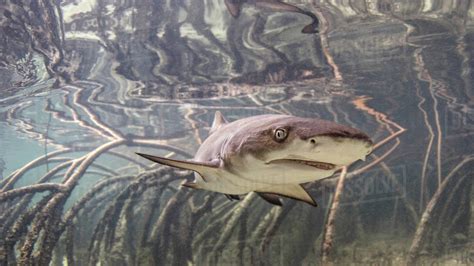 Underwater view of baby lemon shark swimming amongst mangroves, Alice Town, Bimini, Bahamas ...