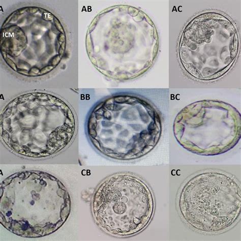 Blastocyst grading based on quality of ICM and TE. Different grades of... | Download Scientific ...