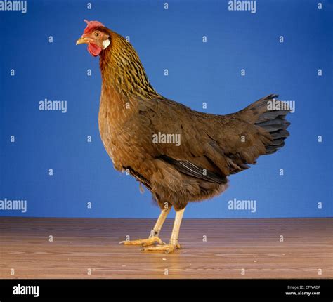 SINGLE COMB LIGHT BROWN LEGHORN HEN / PENNSYLVANIA Stock Photo - Alamy