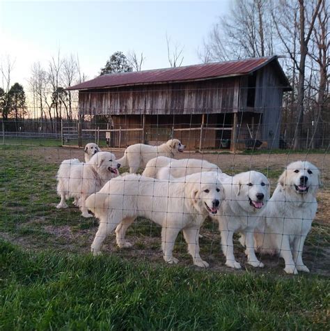 Freedom Valley Farm | Sweetwater TN