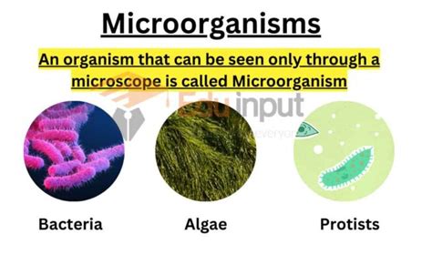 What Are Microorganisms?-Definition, History, And Examples