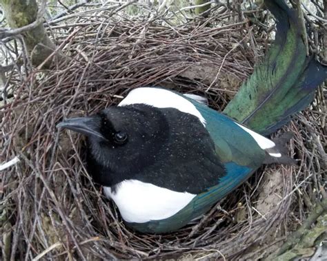 The Spiritual Meaning of Magpies: Symbolism