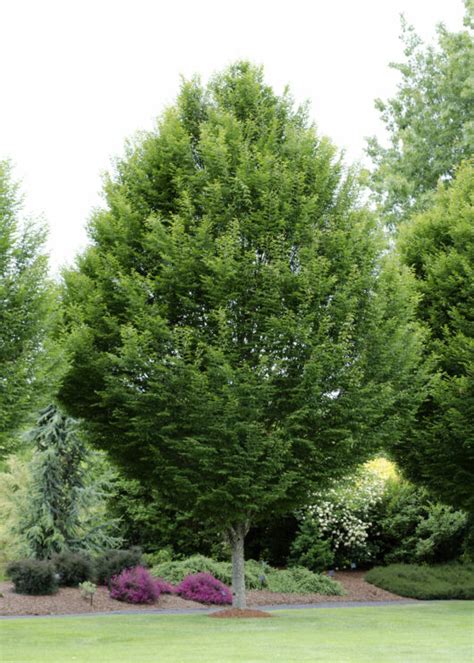 Carpinus 'European Hornbeam' Tree 10" Pot - Hello Hello Plants & Garden Supplies