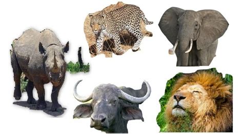 The Big Five Animals in Kenya, Africa - Southern Valley Safaris