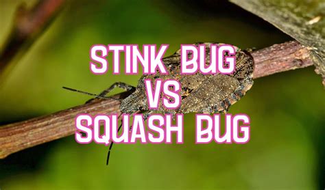 Stink Bug vs Squash Bug: Similarities and Differences